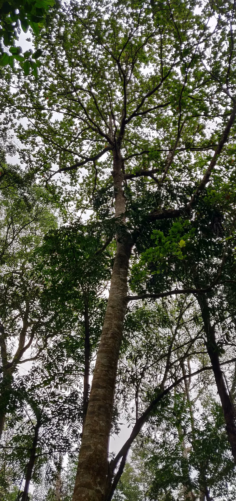 Photo of Mandalpatti Peak, Madikeri, Karnataka, India by Vikas Kawade
