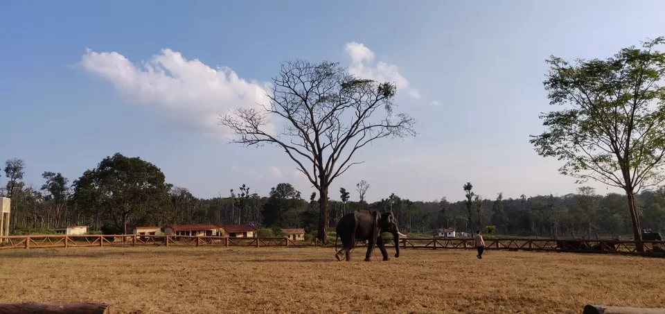 Photo of Dubare Elephant Camp, Nanjarayapatna, Karnataka, India by Vikas Kawade
