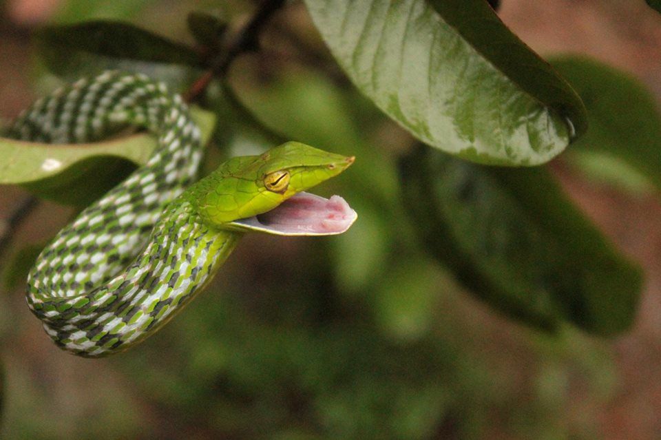 Photo of Herping in Agumbe (Western Ghats of Karnataka) 1/10 by Kushal Jain