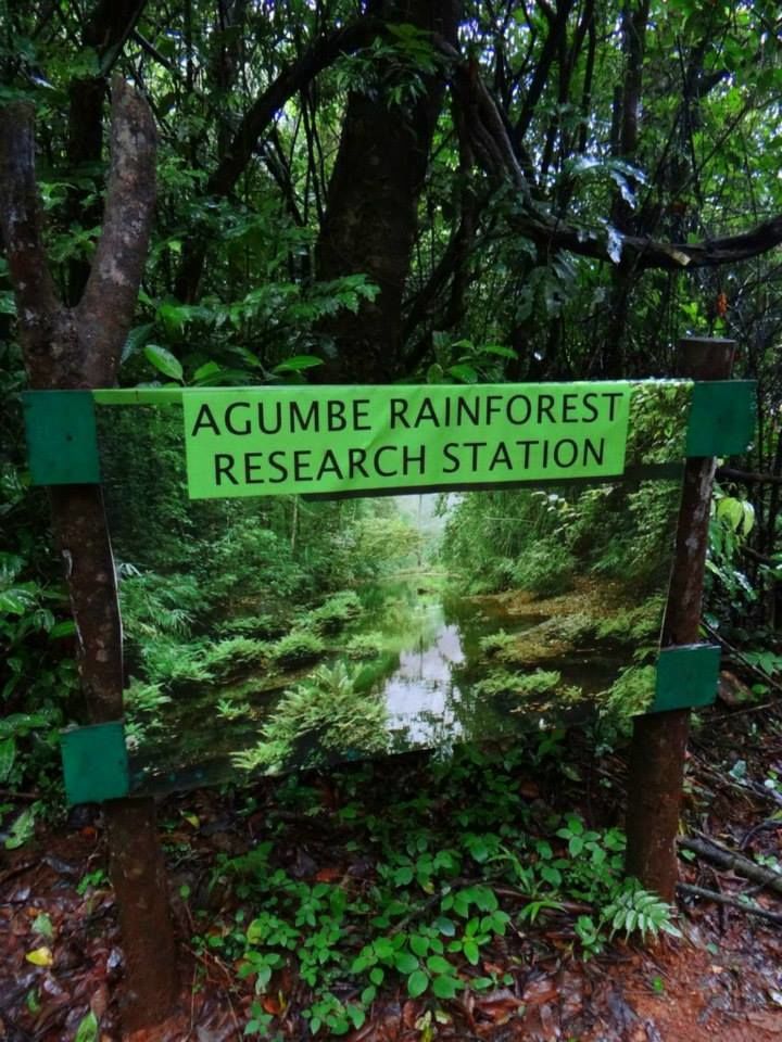 Photo of Herping in Agumbe (Western Ghats of Karnataka) 6/10 by Kushal Jain