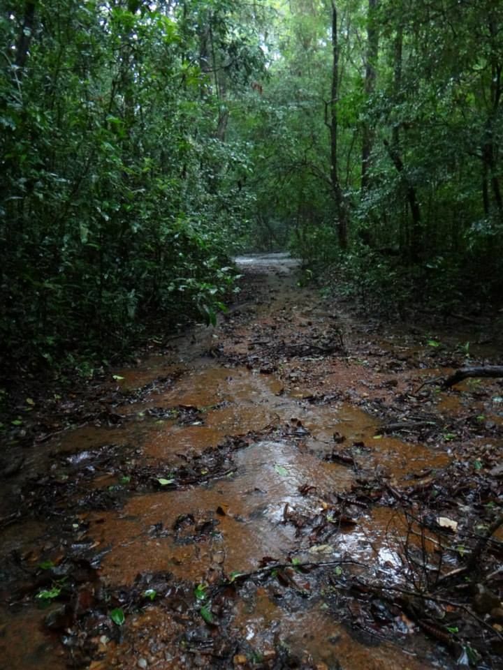 Photo of Herping in Agumbe (Western Ghats of Karnataka) 7/10 by Kushal Jain