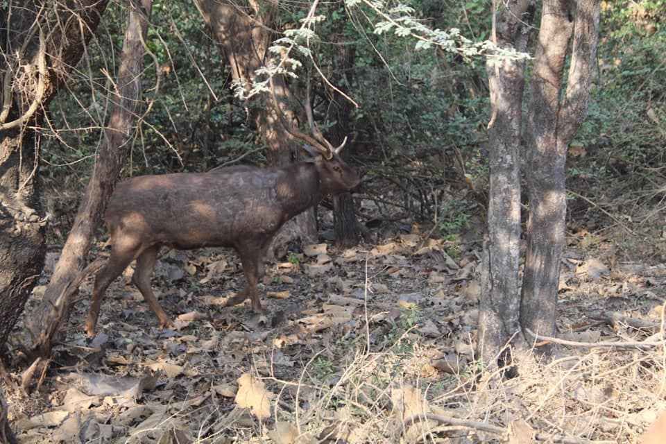 Photo of क्या भारत मे स्थित हैं कोई मिनी अफ्रीका ? by Rishabh Bharawa