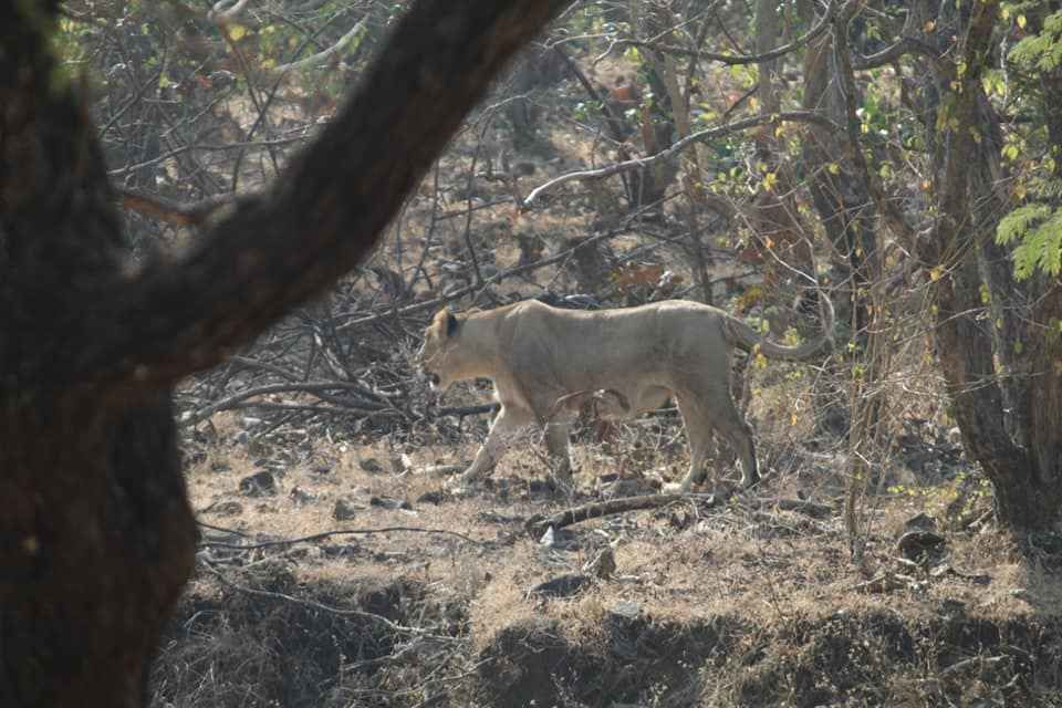 Photo of क्या भारत मे स्थित हैं कोई मिनी अफ्रीका ? by Rishabh Bharawa