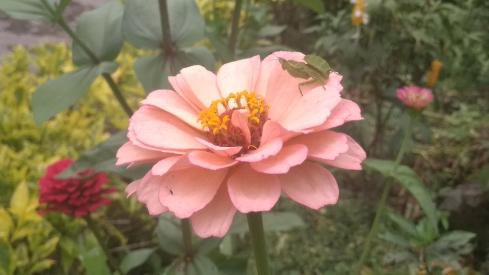 Photo of Cherry Village Homestay Resort, Pelling-Rimbi Road, Pelling, Sikkim, India by Madhuri Palaji