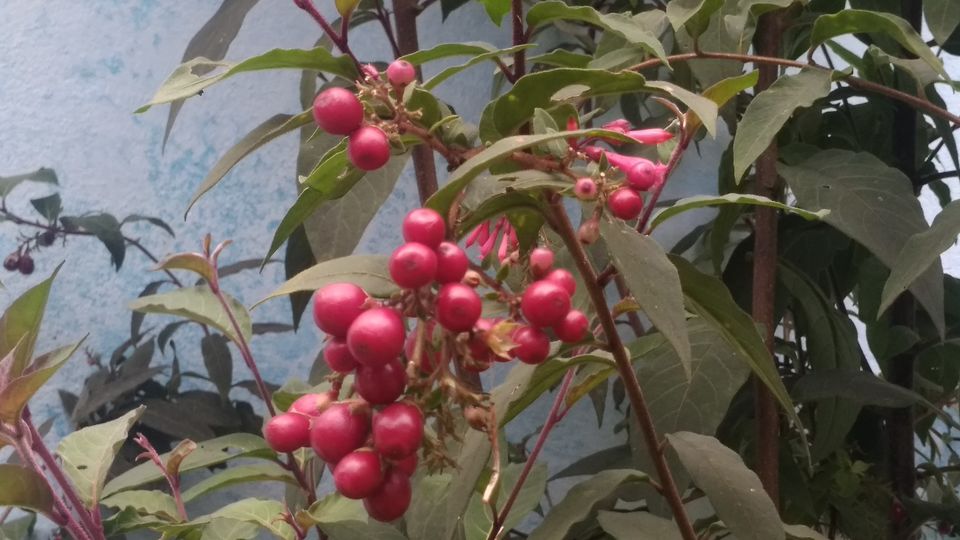 Photo of Cherry Village Homestay Resort, Pelling-Rimbi Road, Pelling, Sikkim, India by Madhuri Palaji