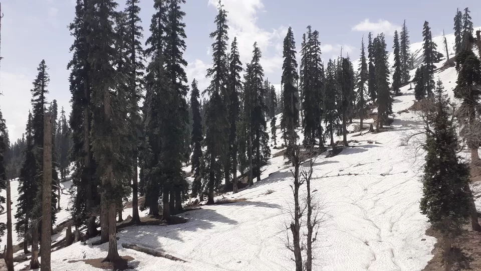 Photo of The mesmerizing #Gulmarg, #Kashmir by Madhuri Palaji