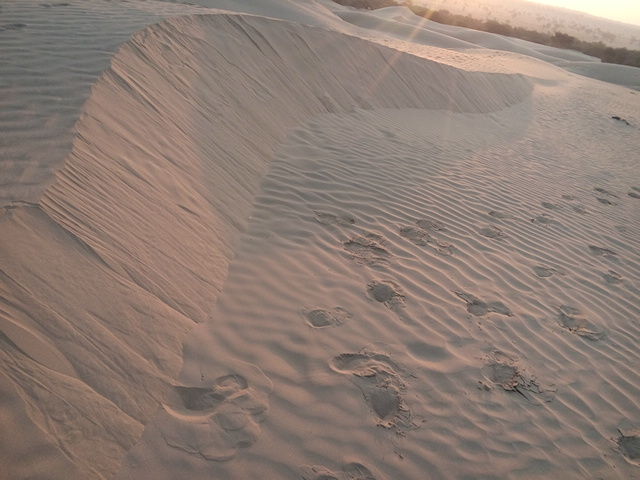 Photo of Wandering beyond Sam Sand Dunes 21/39 by Pushp Mishra