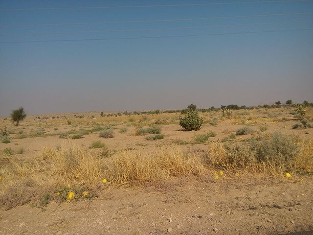 Photo of Wandering beyond Sam Sand Dunes 22/39 by Pushp Mishra