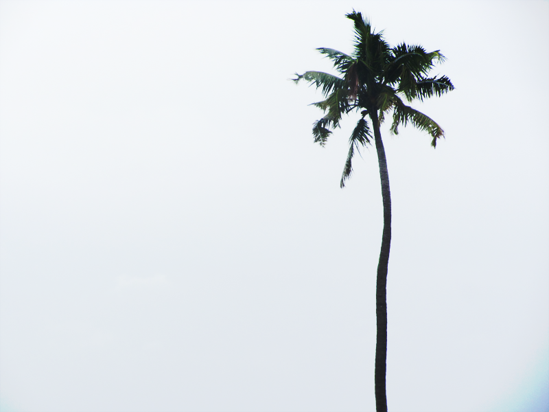 Photo of Kerala Calling-Discovering some alleys of 'God's own country': Thrissur, Munnar, Allepy and Kochi 20/30 by Kishnaa Samana