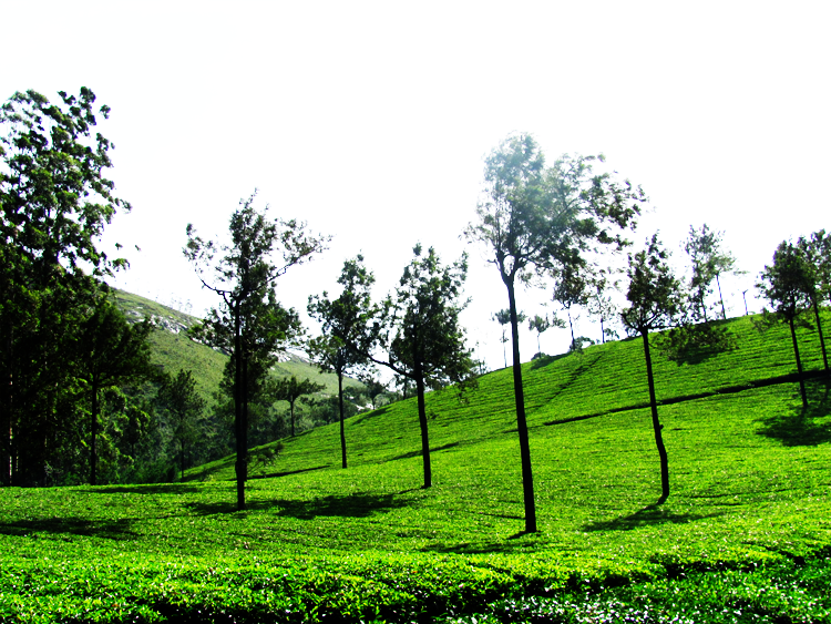 Photo of Kerala Calling-Discovering some alleys of 'God's own country': Thrissur, Munnar, Allepy and Kochi 12/30 by Kishnaa Samana