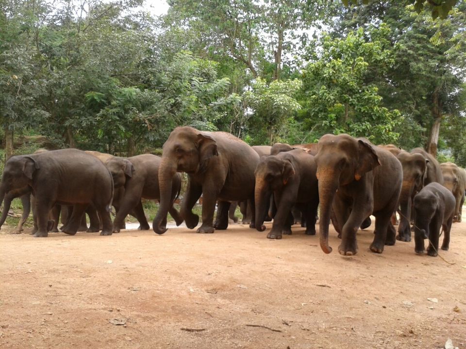 Photo of My 10 days trip to the land of spices, elephants, gemstones, tea - Srilanka! 1/29 by Smitha Aji
