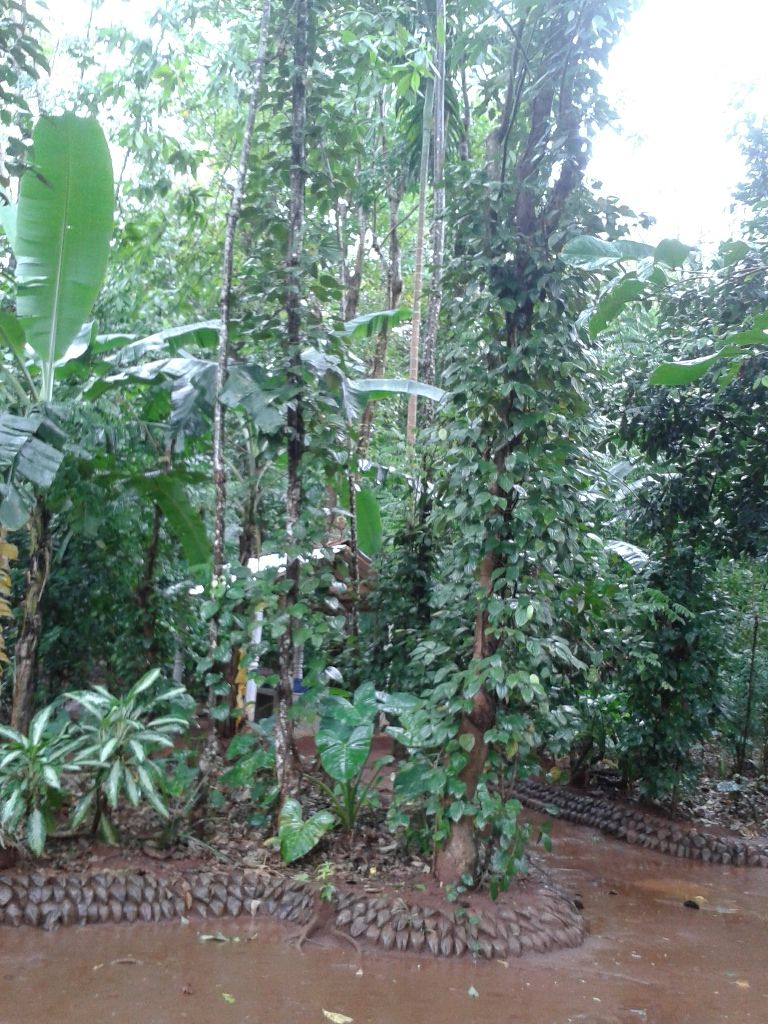 Photo of My 10 days trip to the land of spices, elephants, gemstones, tea - Srilanka! 8/29 by Smitha Aji