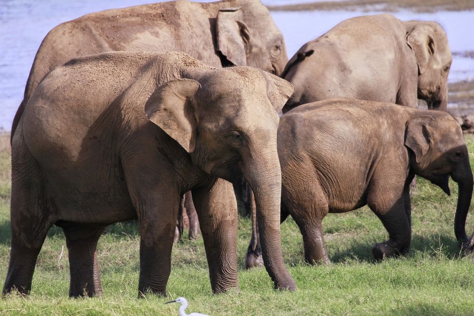 Photo of My 10 days trip to the land of spices, elephants, gemstones, tea - Srilanka! 6/29 by Smitha Aji