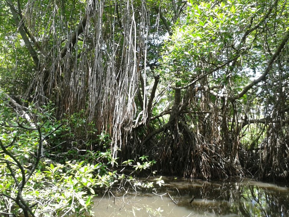 Photo of My 10 days trip to the land of spices, elephants, gemstones, tea - Srilanka! 17/29 by Smitha Aji