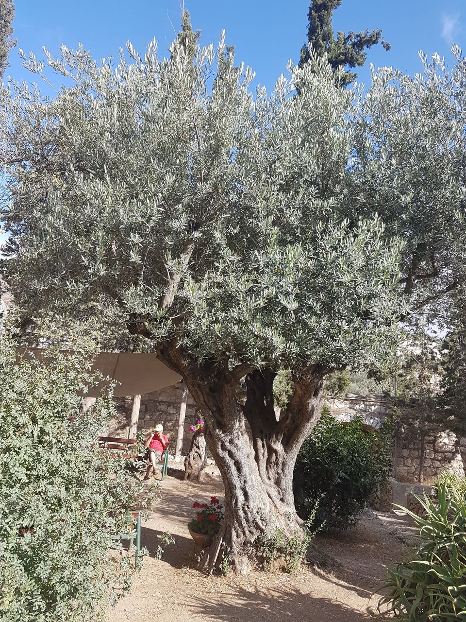 Photo of Blessed are the meek...' Bringing the Bible to life in the Holy Land by Smitha Aji