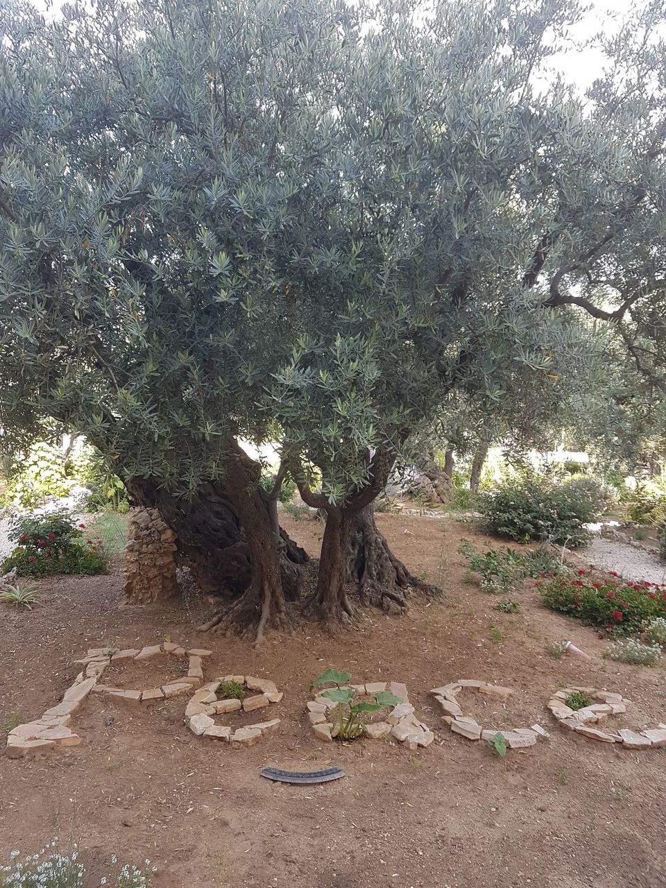 Photo of Blessed are the meek...' Bringing the Bible to life in the Holy Land by Smitha Aji