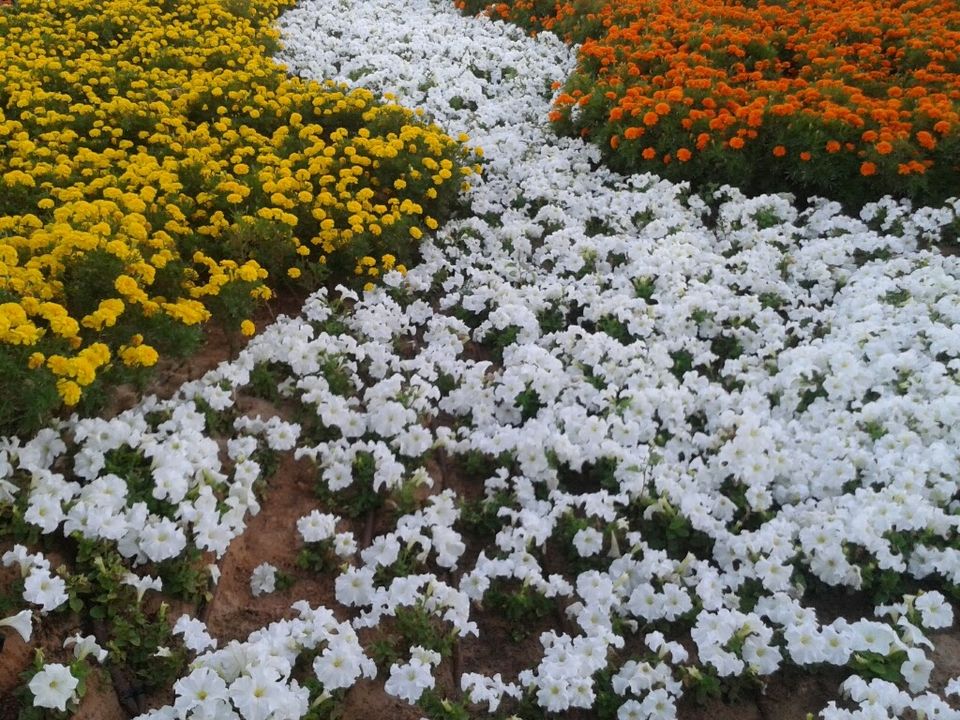 Photo of Exciting Things to do in Dubai in the Weekend 26/28 by Smitha Aji