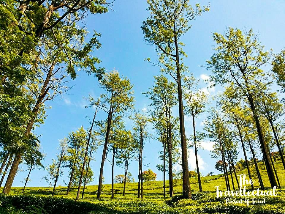 Photo of Serene Ooty by The Travellectual