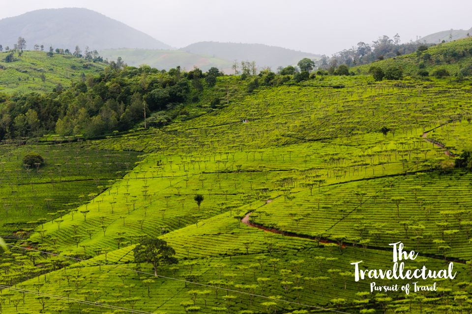 Photo of Serene Ooty by The Travellectual
