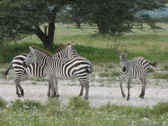 Photo of Samburu National Reserve, Kenya by Kinza Ben Ali