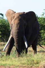 Photo of Kruger National Park, Ehlanzeni, Mpumalanga, South Africa by Kinza Ben Ali