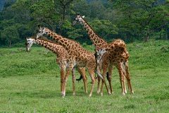 Photo of Serengeti Nationalpark, Arusha, Tanzania by Kinza Ben Ali