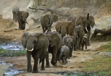 Photo of A Safari Across South Africa, Kenya & Tanzania 2/7 by Kinza Ben Ali