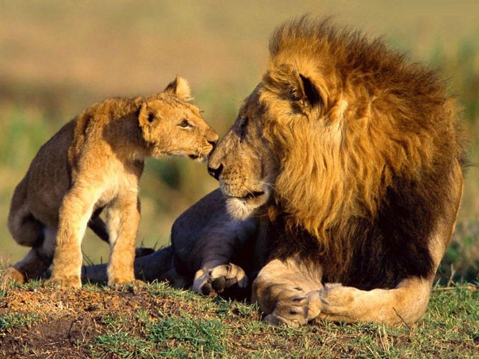 Photo of A Safari Across South Africa, Kenya & Tanzania 5/7 by Kinza Ben Ali