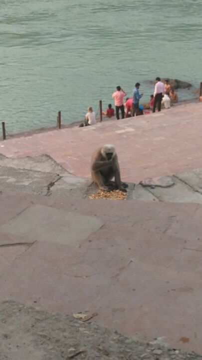 Photo of Raft to relax in Rishikesh 23/37 by Swa-T