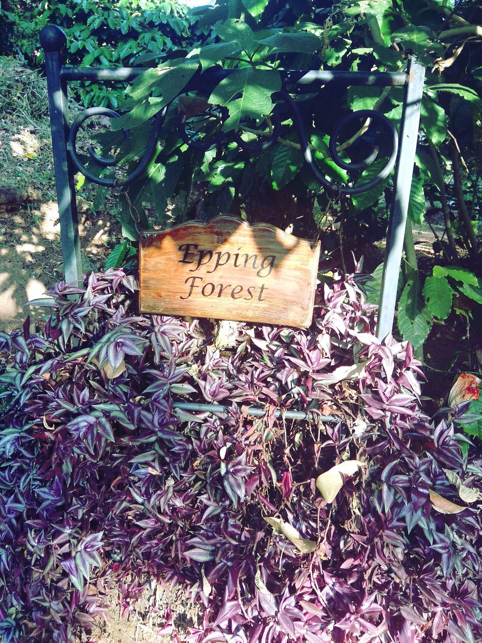 Photo of From the days of caffeinated air, starry paths, dreamy evenings & family warmth! Coorg! 17/47 by Swa-T