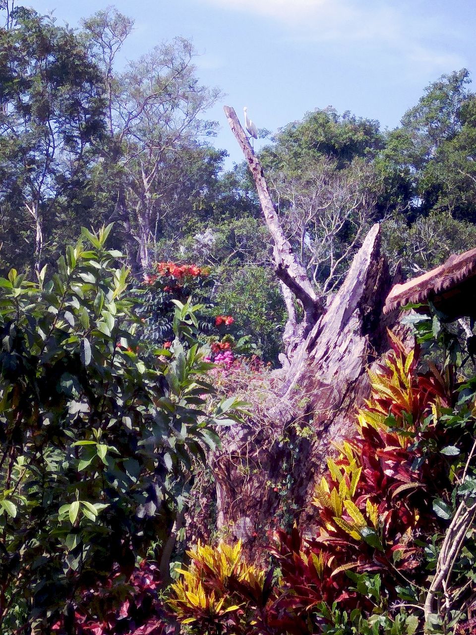 Photo of From the days of caffeinated air, starry paths, dreamy evenings & family warmth! Coorg! 24/47 by Swa-T