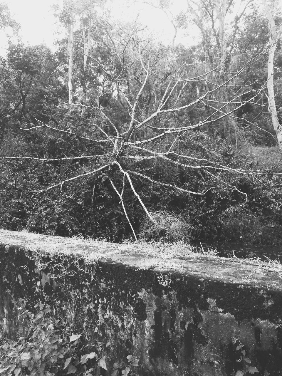 Photo of From the days of caffeinated air, starry paths, dreamy evenings & family warmth! Coorg! 32/47 by Swa-T