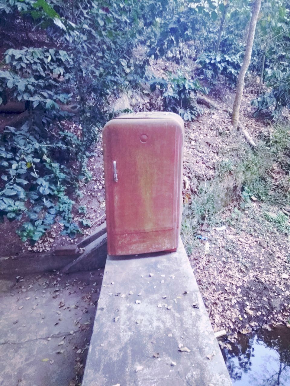 Photo of From the days of caffeinated air, starry paths, dreamy evenings & family warmth! Coorg! 33/47 by Swa-T