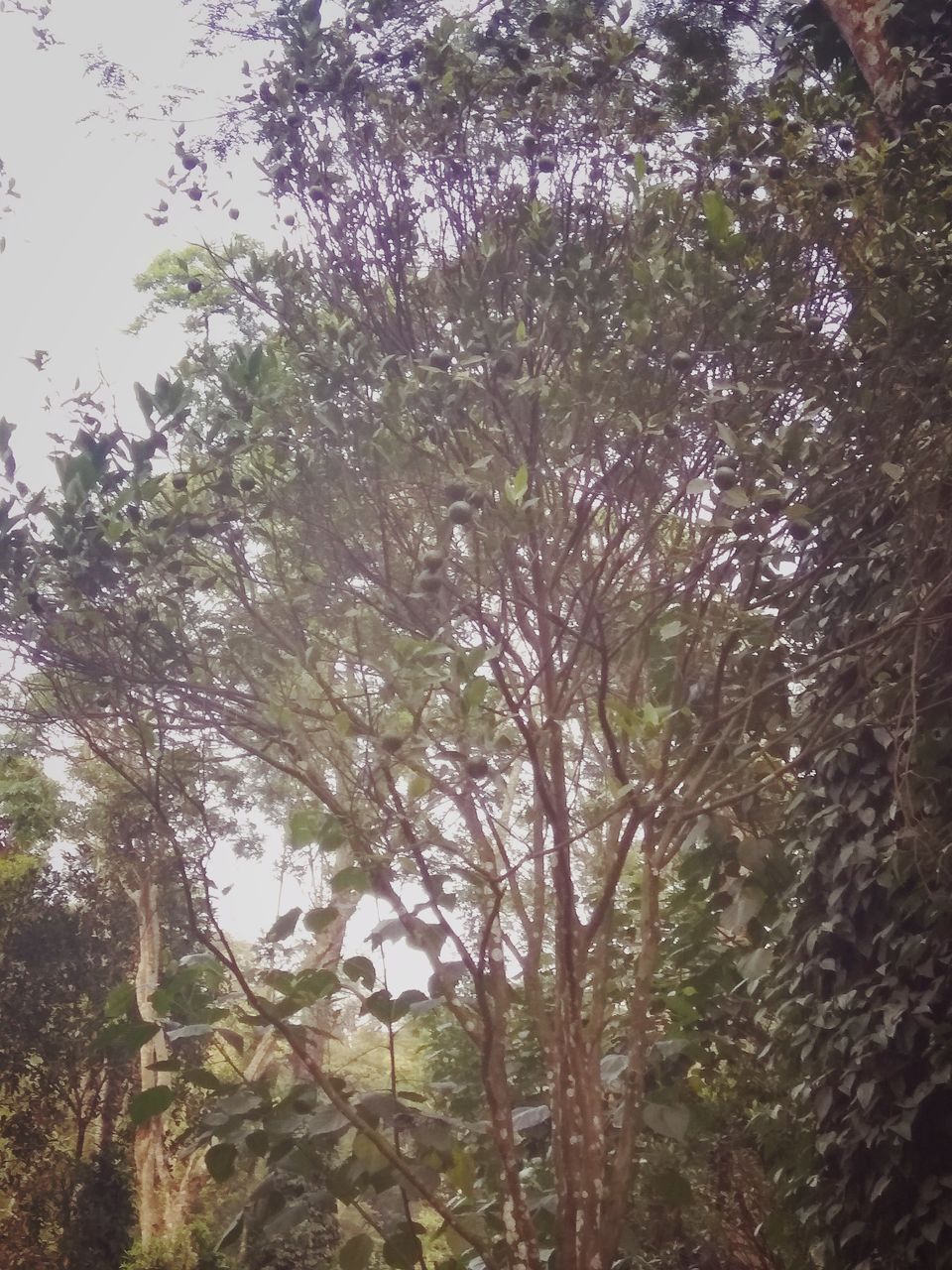 Photo of From the days of caffeinated air, starry paths, dreamy evenings & family warmth! Coorg! 35/47 by Swa-T