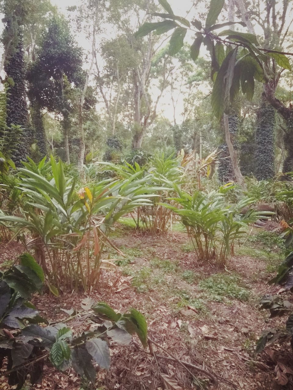 Photo of From the days of caffeinated air, starry paths, dreamy evenings & family warmth! Coorg! 36/47 by Swa-T