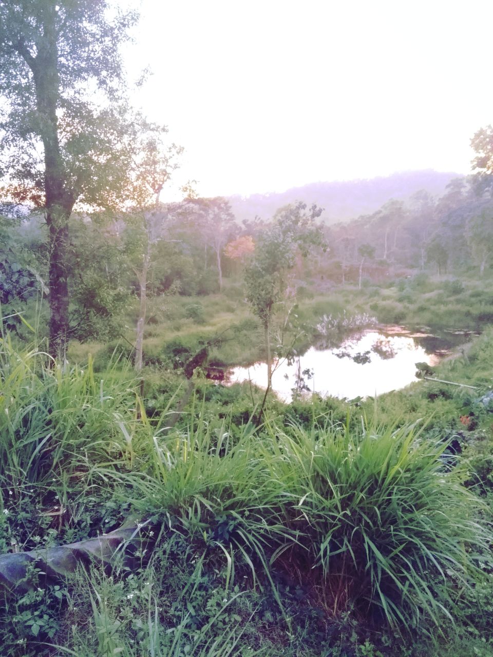 Photo of From the days of caffeinated air, starry paths, dreamy evenings & family warmth! Coorg! 39/47 by Swa-T