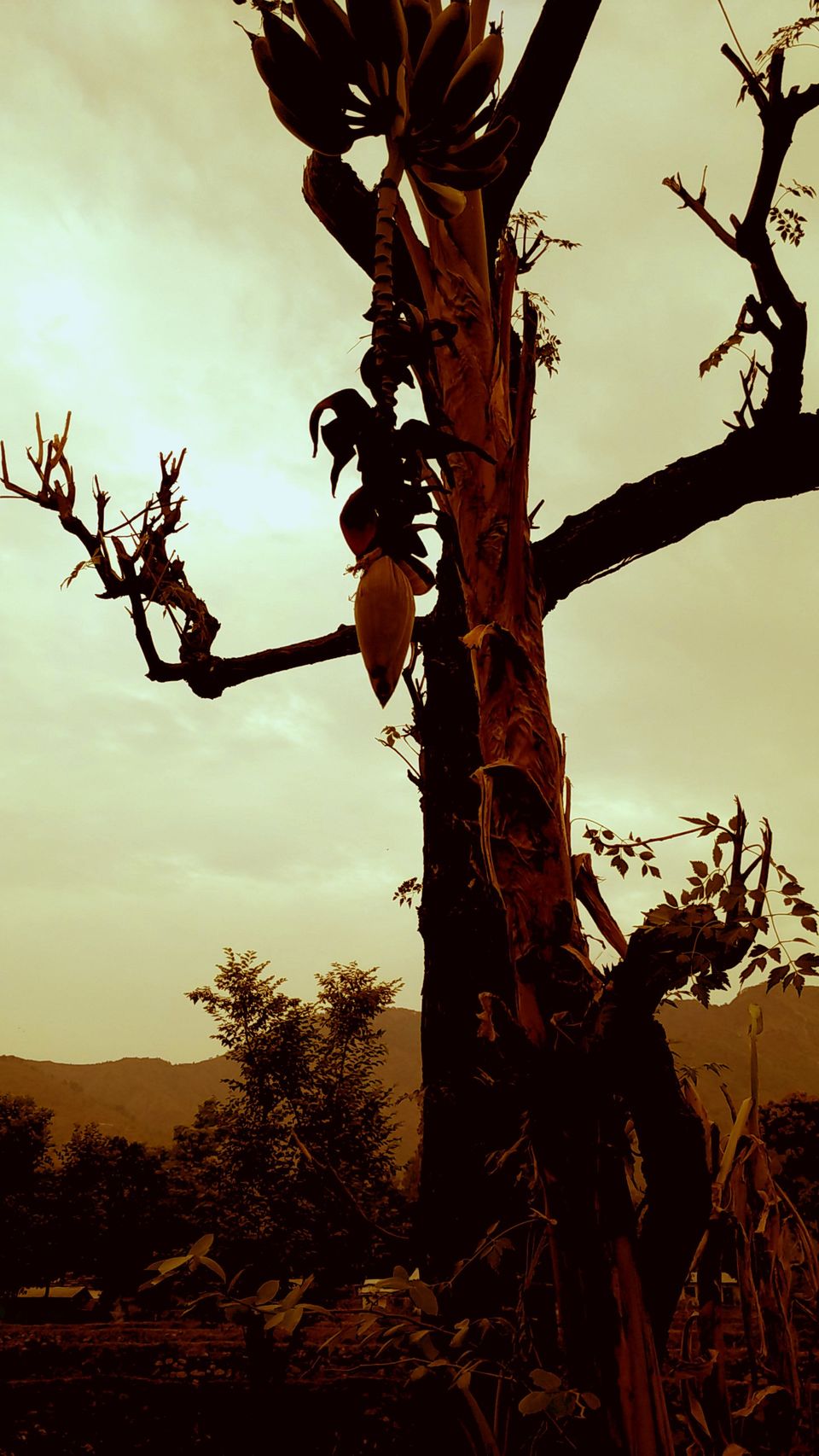 Photo of Of solitary walks and much more... 64/82 by Swa-T