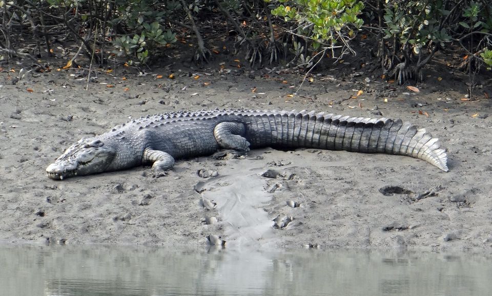 Photo of সুন্দরবনে নৌকো বিহার, রয়্যাল বেঙ্গল সাফারি এবং ছৌ-নাচের আনন্দ উপভোগ করুন, ৩ দিন ২ রাতের সফরে by Deya Das