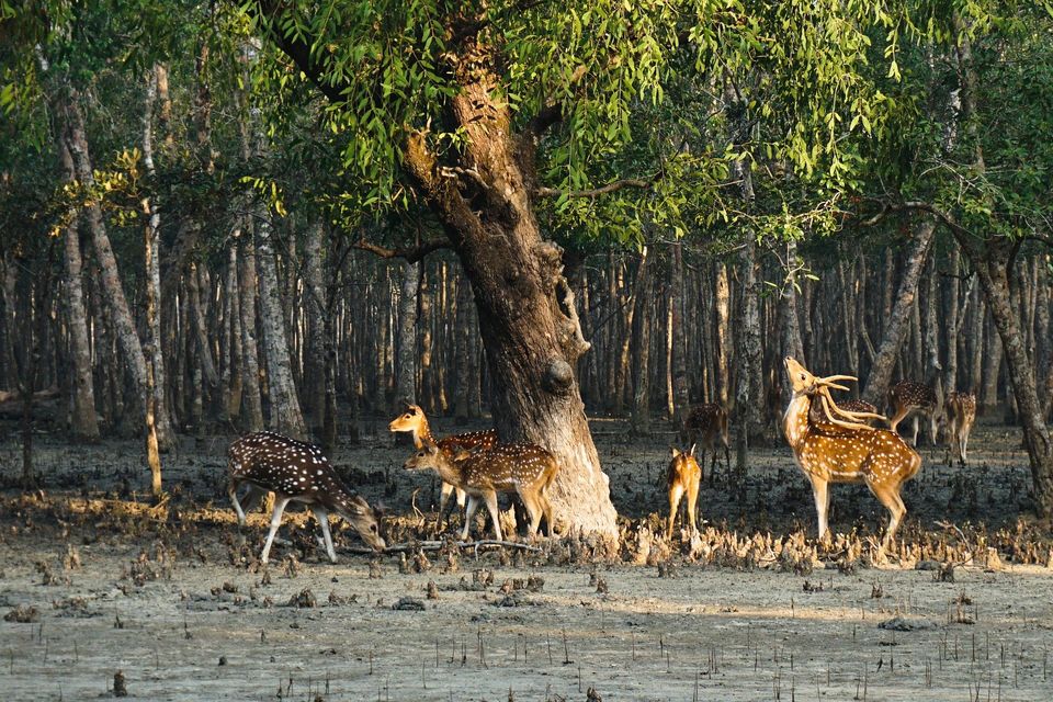 Photo of সুন্দরবনে নৌকো বিহার, রয়্যাল বেঙ্গল সাফারি এবং ছৌ-নাচের আনন্দ উপভোগ করুন, ৩ দিন ২ রাতের সফরে by Deya Das