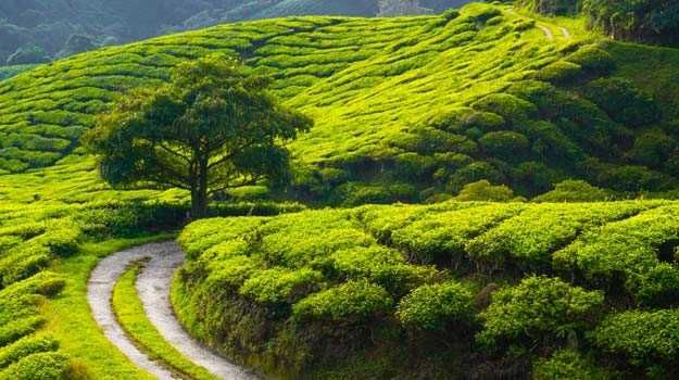 Photo of Kerala, India by Deya Das