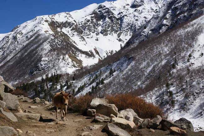Photo of Chitkul, Himachal Pradesh, India by Deya Das