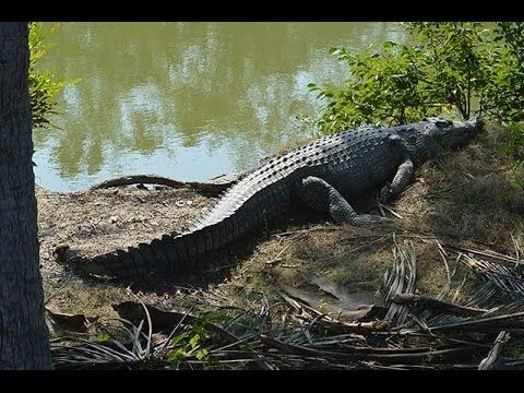 Photo of কোথাও রয়েল বেঙ্গল টাইগার, আবার কোথাও কুমির সুন্দরবনের এই কয়েকটি অঞ্চল নিঃসন্দেহে চমকপ্রদ... by Deya Das