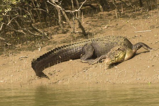 Photo of কোথাও রয়েল বেঙ্গল টাইগার, আবার কোথাও কুমির সুন্দরবনের এই কয়েকটি অঞ্চল নিঃসন্দেহে চমকপ্রদ... by Deya Das