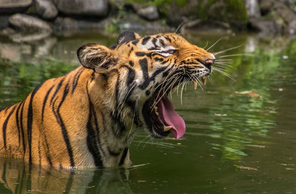 Photo of কোথাও রয়েল বেঙ্গল টাইগার, আবার কোথাও কুমির সুন্দরবনের এই কয়েকটি অঞ্চল নিঃসন্দেহে চমকপ্রদ... by Deya Das