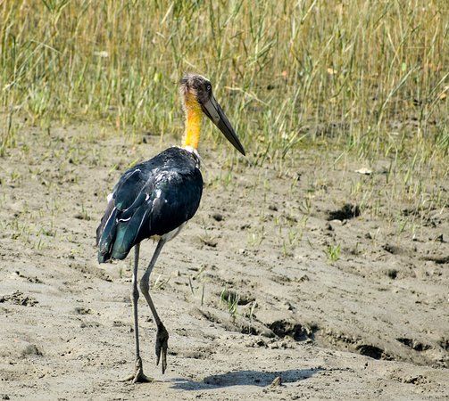 Photo of কোথাও রয়েল বেঙ্গল টাইগার, আবার কোথাও কুমির সুন্দরবনের এই কয়েকটি অঞ্চল নিঃসন্দেহে চমকপ্রদ... by Deya Das
