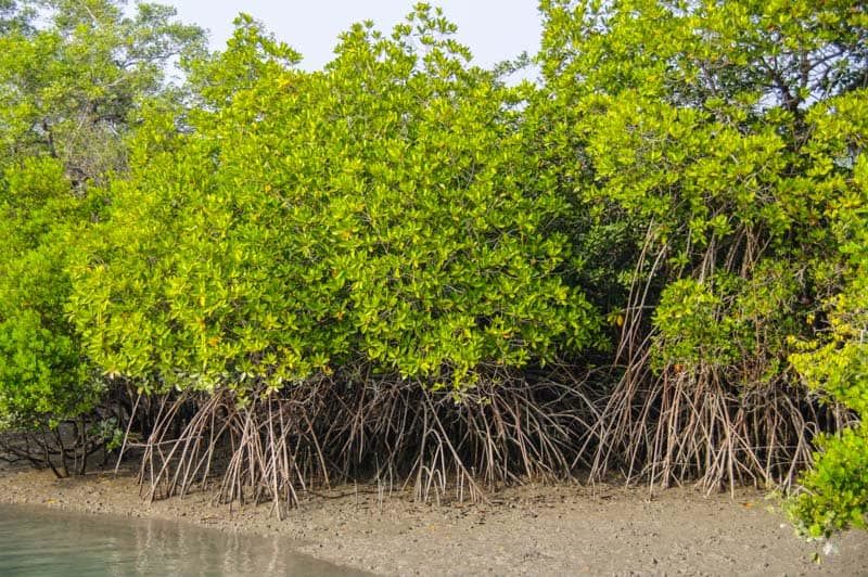 Photo of কোথাও রয়েল বেঙ্গল টাইগার, আবার কোথাও কুমির সুন্দরবনের এই কয়েকটি অঞ্চল নিঃসন্দেহে চমকপ্রদ... by Deya Das