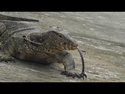 Photo of কোথাও রয়েল বেঙ্গল টাইগার, আবার কোথাও কুমির সুন্দরবনের এই কয়েকটি অঞ্চল নিঃসন্দেহে চমকপ্রদ... by Deya Das