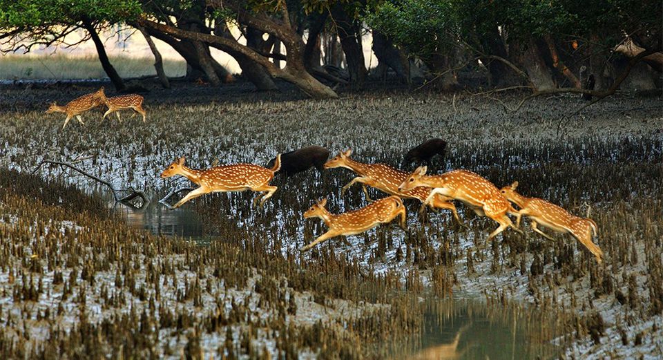 Photo of কোথাও রয়েল বেঙ্গল টাইগার, আবার কোথাও কুমির সুন্দরবনের এই কয়েকটি অঞ্চল নিঃসন্দেহে চমকপ্রদ... by Deya Das