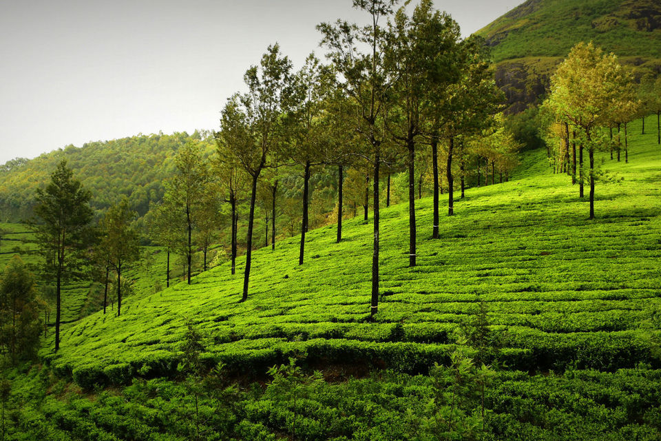 Photo of Kerala, India by Deya Das