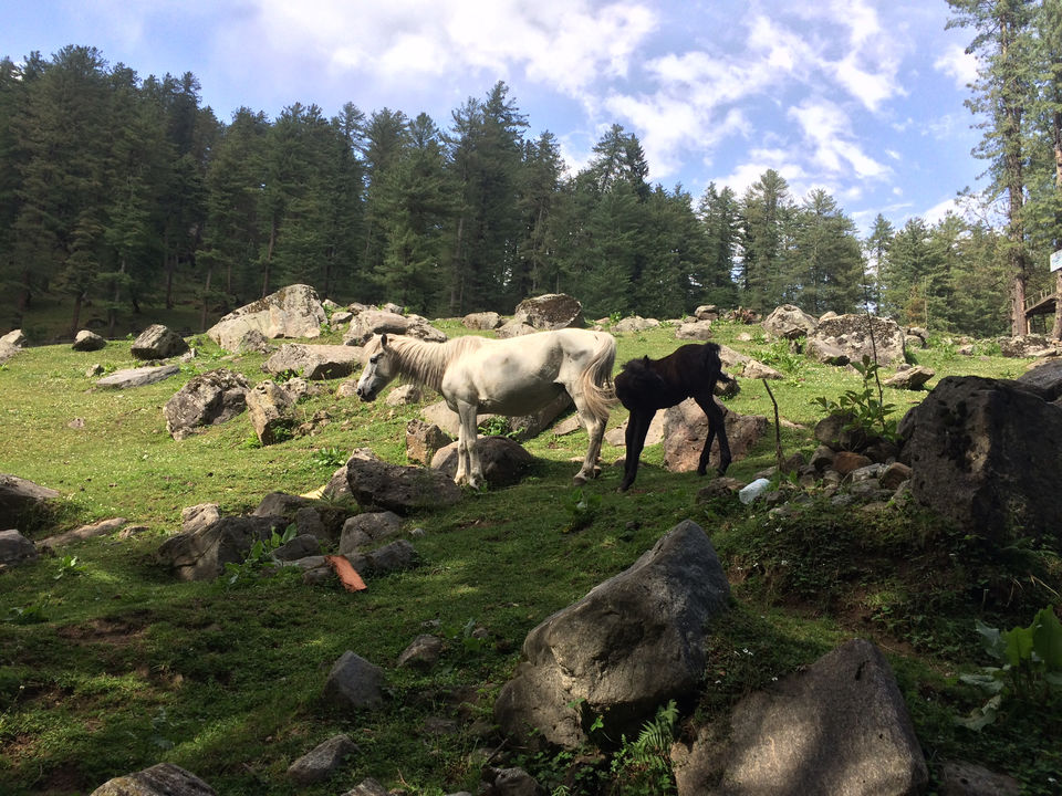 Photo of Trip To Trippy Tosh by Nisha
